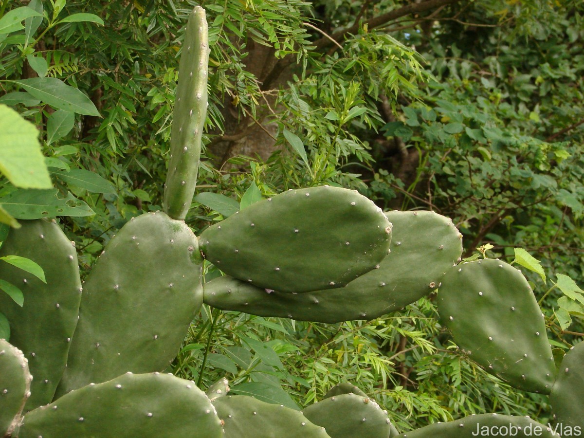 Opuntia cochenillifera (L.) Mill.